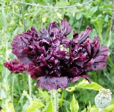 250 BLACK PEONY POPPY Papaver Peoniflorum Flower Seeds